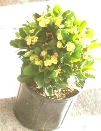 10" Euphorbia Milii